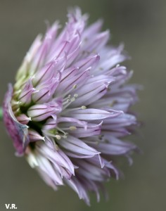 Fleur de ciboulette - Virginie